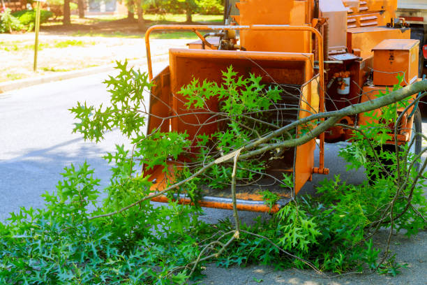 Best Tree Cutting Near Me  in Socastee, SC